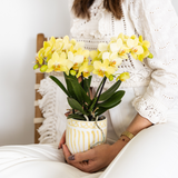 Kolibri Orchids | gelbe Phalaenopsis Orchidee - Albenga - Topfgröße Ø9cm | blühende Zimmerpflanze - frisch vom Züchter