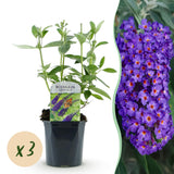 Buddleia Empire Blue - Arbre aux papillons - H 45 cm, pot Ø17 cm