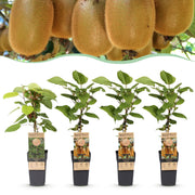Kiwis Hayward et Weiki - 1 mâle et 3 femelles - 4 plants