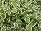 Grande pervenche panachée en godet - Vinca major Variegata - H 10-25 cm, pot Ø9 cm - photo 6
