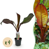 Bananier d'Abyssinie rouge Maurelii - Ensete ventricosum - 4 plants