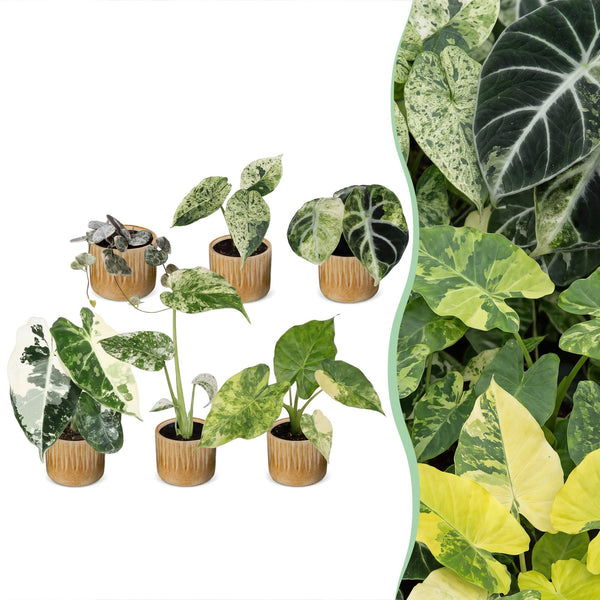 Baby Variegata avec cache-pots Linnea miel - Alocasia, Monstera et Ceropegia panachés - lot de 3 ou 6 - pot Ø6 cm - photo 6