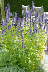 Agastache Black Adder en godet - Agastache hybride - H 10-25 cm, pot Ø9 cm - photo 6