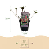 Groen boutiQ - Vlinderstruik - Buddleja davidii Flower Power - Bloem Oranje Paars - 1 Plant - Bladverliezend - Vlinderlokkend -  Pot 17cm Hoogte 30cm