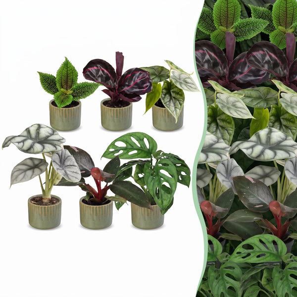Baby Jungle avec cache-pots Linnea vert olive - Alocasia, Calathea et Monstera - lot de 3 ou 6 - pot Ø6 cm