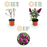Green boutiQ - Gartenpflanze - Buddleja davidii Butterfly Candy Little Ruby - Schmetterlingsflieder - Kompakt - Rot - 1 Pflanze - Topf 12cm - Höhe 20-25cm