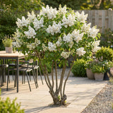Lilas Madame Lemoine - H 45 cm, pot Ø17 cm