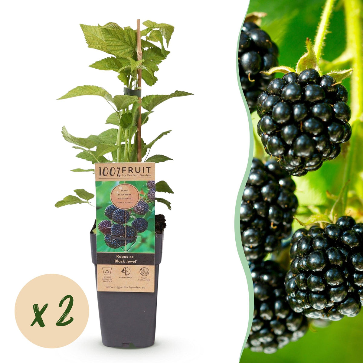 Framboisier noir Black Jewel - Rubus occidentalis - 2 plants - H 50 cm, pot Ø15 cm