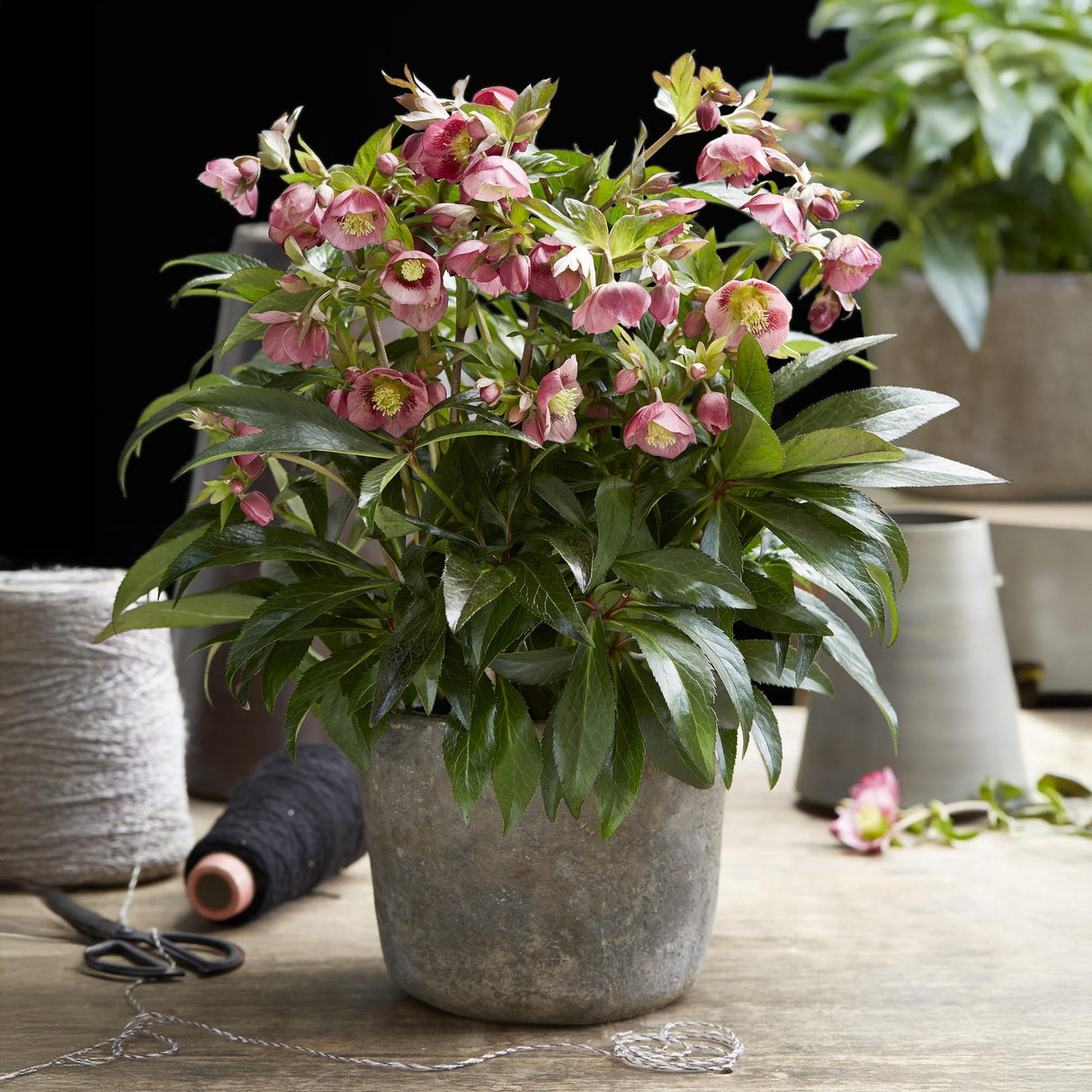 Helleborus Dacaya – Lot de 1 – Pot 19 cm – Hauteur 50 cm