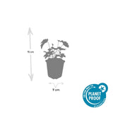 Anémone du Japon Robustissima en godet - Anemone tomentosa - H 10-25 cm, pot Ø9 cm - photo 3