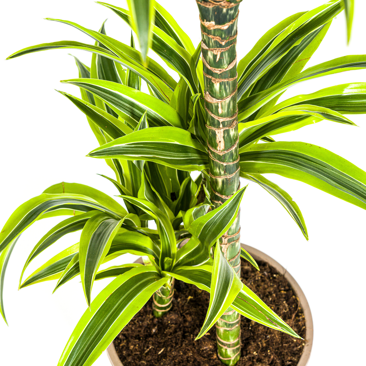 Dracaena Deremensis Lemon Lime mit Korb Ø21cm - ↕90 - 110cm
