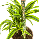 Dracaena Deremensis Lemon Lime mit Korb Ø21cm - ↕90 - 110cm