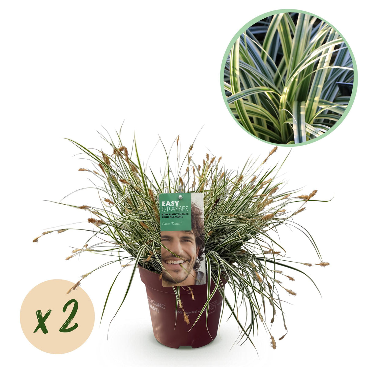Groen boutiQ - Siergrassen - Carex oshimensis Everest - Wit en Groen - 2 Planten - Bladhoudend - Weinig Onderhoud - Pot 17cm Hoogte 50cm