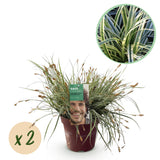 Groen boutiQ - Siergrassen - Carex oshimensis Everest - Wit en Groen - 2 Planten - Bladhoudend - Weinig Onderhoud - Pot 17cm Hoogte 50cm