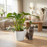 Philodendron Lacerum | Pot 19 cm