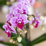 Orchidée Phalaenopsis rose et violette Diamond El Salvador avec cache-pot Horizon blanc