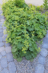 Alchémille en godet - Alchemilla mollis - H 10-25 cm, pot Ø9 cm - photo 3