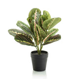 [NL: Maranta artificielle en pot h30cm]