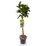 Groen boutiQ - Tuinplant - Prunus lauroverasus Etna® - Plant op stam - Terras Plant - Bladhoudend - Weinig Onderhoud - Pot 19cm Hoogte 90cm