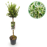 Groen boutiQ - Tuinplant - Euonymus fortunei Emerald Gaiety - Plant op stam - Terras Plant - Bladhoudend - Weinig Onderhoud - Pot 19cm Hoogte 90cm