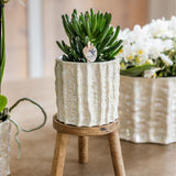 Orchidée Phalaenopsis blanche Mineral Gibraltar et succulente - coffret Oyster