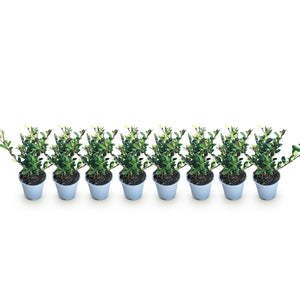 Ilex crenata Caroline Upright – Lot de 8 – Pot 9 cm