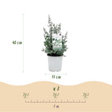 Green boutiQ - Terrassenpflanze - Eukalyptusbaum - Eucalyptus gunnii - Grau - 2 Pflanzen - Winterhart - Topf 17cm Höhe 40cm