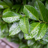 Groen boutiQ - Tuinplant - Prunus lauroverasus Etna® - Plant op stam - Terras Plant - Bladhoudend - Weinig Onderhoud - Pot 19cm Hoogte 90cm