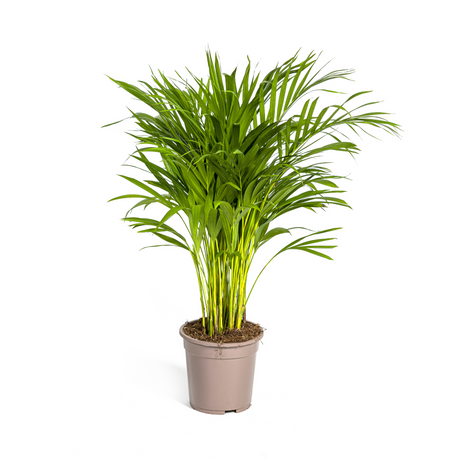 Palmier Aréca (Dypsis Lutescens)