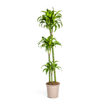 Dracaena Dorado