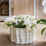 Orchidées Phalaenopsis blanches Botanic Nazare en coupe Oyster - bouquet de 3