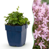 Campanule Lisduggan Variety - H 15-25 cm, pot Ø11 cm