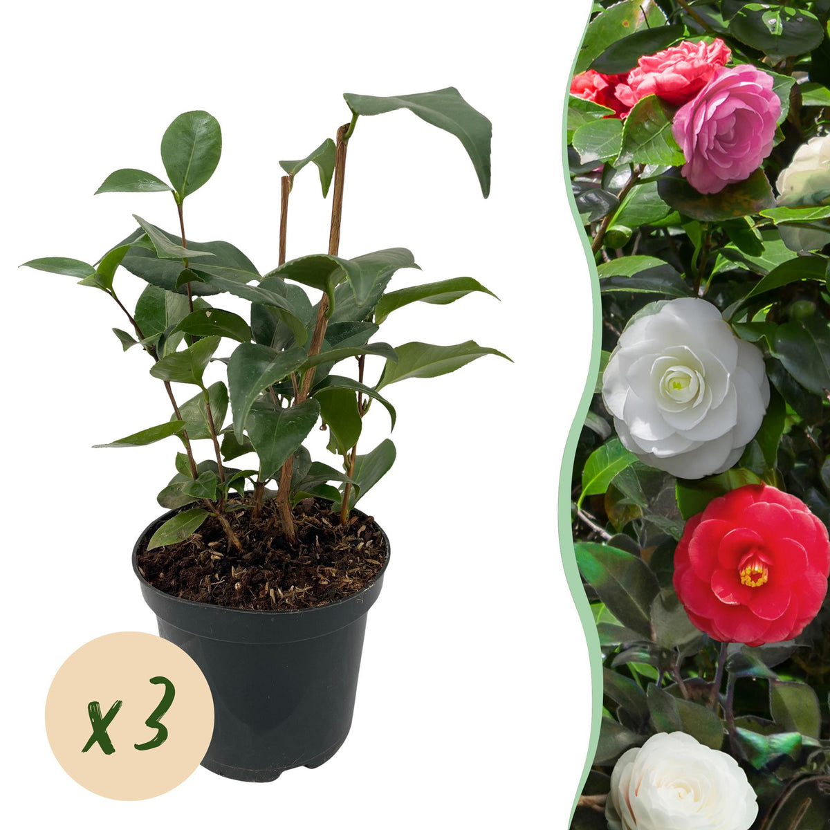 Groen boutiQ - Heesters - Camelia japonica Tricolour - Bloem Roze, Wit en Rood - 3 Planten - 1 m2 - Groenblijvend - Pot 15cm Hoogte 30cm