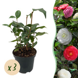 Groen boutiQ - Heesters - Camelia japonica Tricolour - Bloem Roze, Wit en Rood - 3 Planten - 1 m2 - Groenblijvend - Pot 15cm Hoogte 30cm