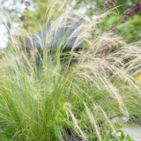 Stipa tenuissima Ponytails en godet - Cheveux d'ange - H 10-25 cm, pot Ø9 cm - photo 6