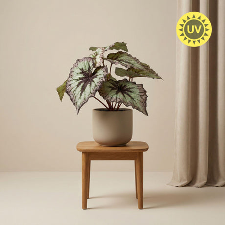 Begonia plante artificielle