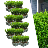[NL: 12 x 6-Pack Buxus NewGen Freedom – Winterharde Groenblijvende Struiken 72 x Ø7 cm - ↕15 cm | Compacte Buxus]