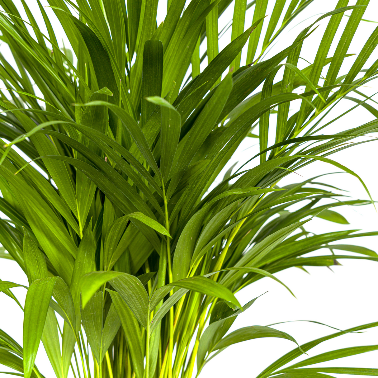 Palmier Aréca (Dypsis Lutescens)