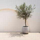 Groen boutiQ - Tuinplant - Olea Europaea - Plant op stam - Terras Plant - Bladhoudend - Weinig Onderhoud - Pot 19cm Hoogte 90cm
