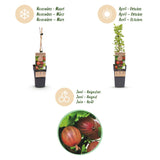 Groseillier à maquereau rouge Hinnonmäki Röd - Ribes uva-crispa - 2 plants