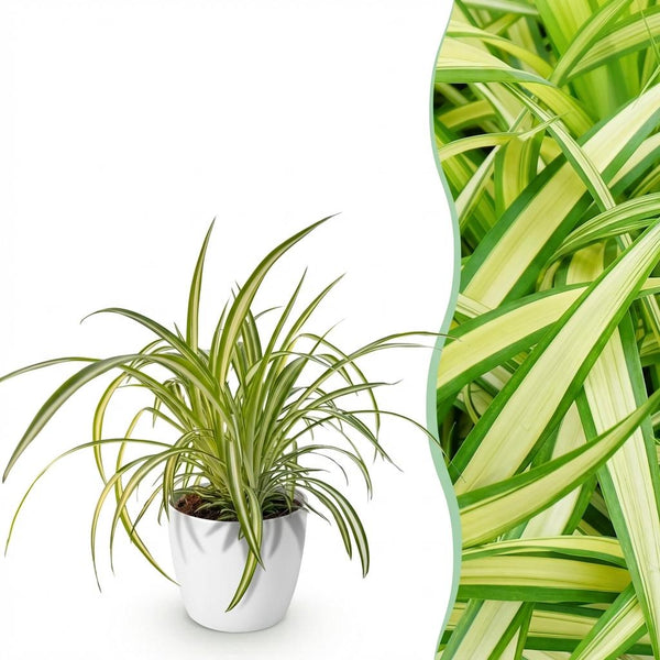 Green boutiQ - Zimmerpflanze - Chlorophytum comosum Variegatum - Bunte Graslilie - Haustierfreundliche Pflanze - Grün - 1 Pflanze - mit weißem Topf - Topf 12cm - Höhe 20cm