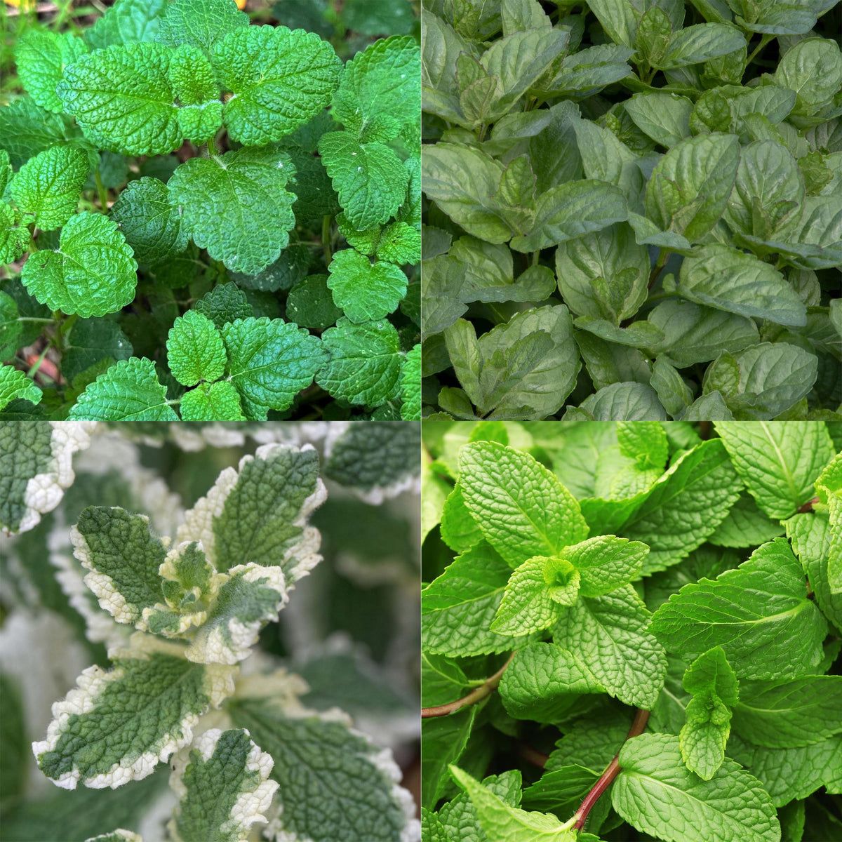 Groen boutiQ - Borderpakket - Thee kruiden - 8 Vaste planten - 1 m2 - Diversen kleuren - Weinig Onderhoud - Pot 11cm