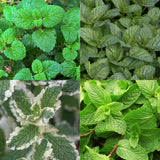 Groen boutiQ - Borderpakket - Thee kruiden - 8 Vaste planten - 1 m2 - Diversen kleuren - Weinig Onderhoud - Pot 11cm