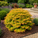 Groen boutiQ - Terrasplant - Japanse Esdoorn - Acer palmatum Summergold - Geel - 2 Planten - Bladverliezend - Pot 19cm Hoogte 70cm