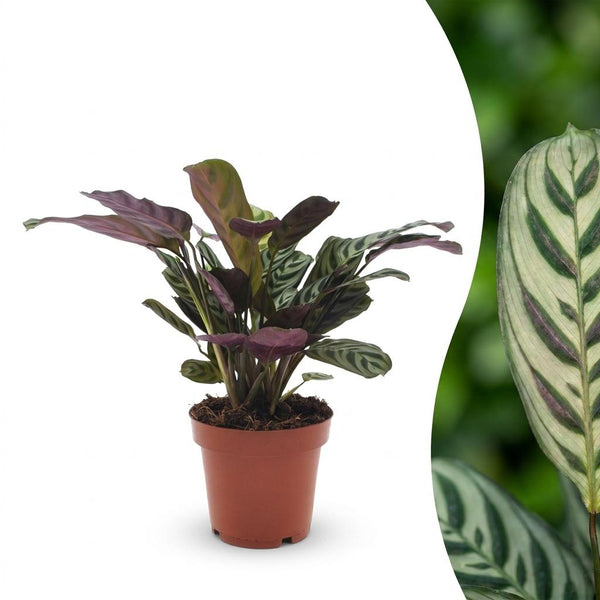 Ctenanthe burle-marxii - Plante de la prière arête de poisson
