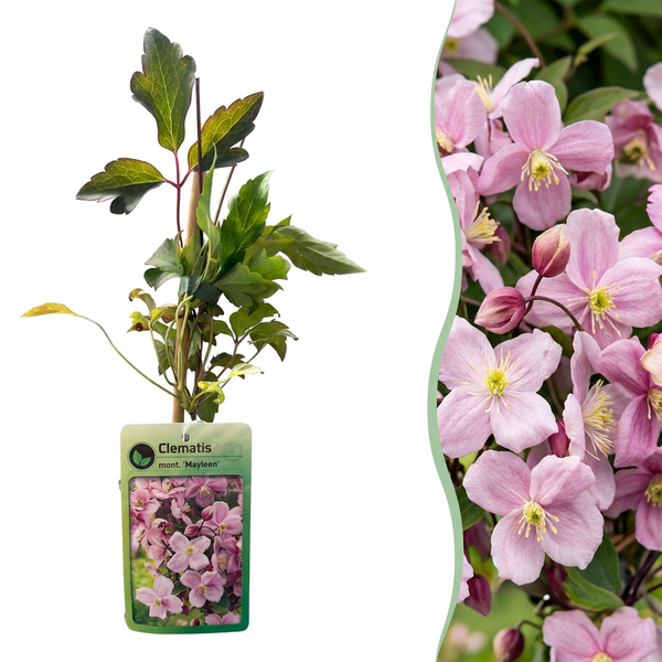 Clématite des montagnes Mayleen - Clematis montana - H 35 cm, pot Ø9 cm