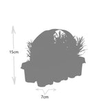 1x 6er-Pack Lavendel angustifolia – 6 x Ø7 cm – ↕15 cm