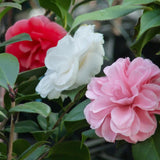 Camélia du Japon Tricolor - Camellia japonica