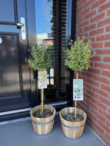 Groen boutiQ - Tuinplant - Euonymus fortunei Emerald Gaiety - Plant op stam - Terras Plant - Bladhoudend - Weinig Onderhoud - Pot 19cm Hoogte 90cm
