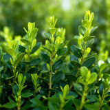 Buis BetterBuxus Babylon Beauty pour haie - 4 plants pour 1 m - H 50-55 cm, pot Ø19 cm